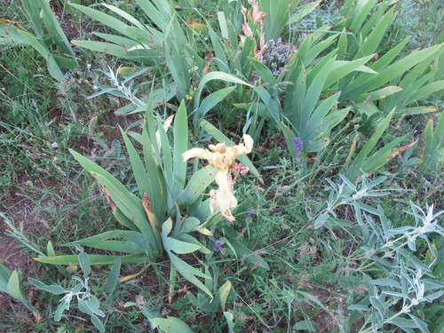 Iris imbricata, photograph 1