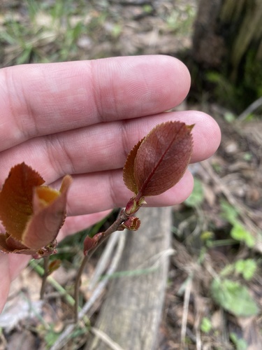 Sorbaronia arsenii