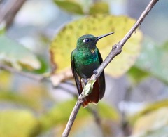 Heliodoxa rubricauda