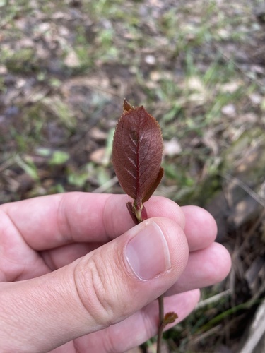 Sorbaronia arsenii