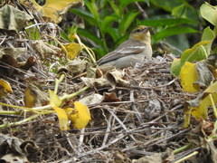 Peucedramus taeniatus