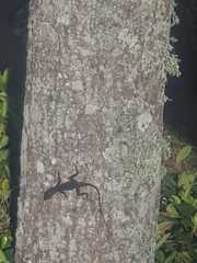 Anolis sagrei