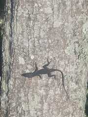 Anolis sagrei