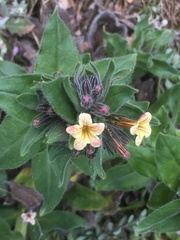 Alkanna pindicola