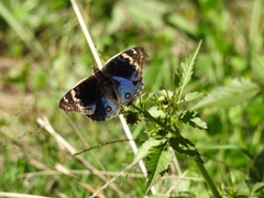 Junonia orithya orithya