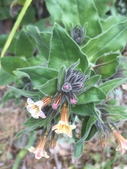 Alkanna pindicola