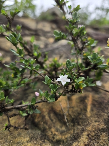 Buchozia japonica