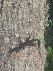 Anolis sagrei