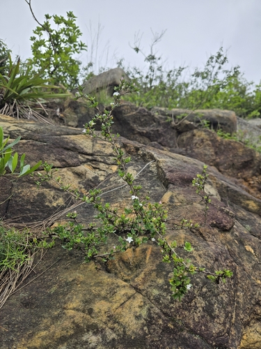 Buchozia japonica