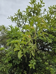 Strophanthus divaricatus, photograph (c) jimmy, some rights reserved (CC BY)