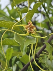 Strophanthus divaricatus, photograph (c) jimmy, some rights reserved (CC BY)