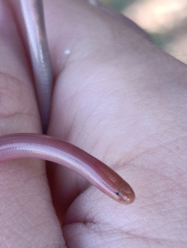Syrian Blind Snake