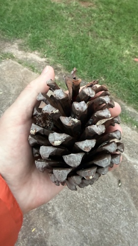 Pinus roxburghii