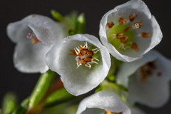 Erica subdivaricata, photograph (c) magriet b, some rights reserved (CC BY-SA)