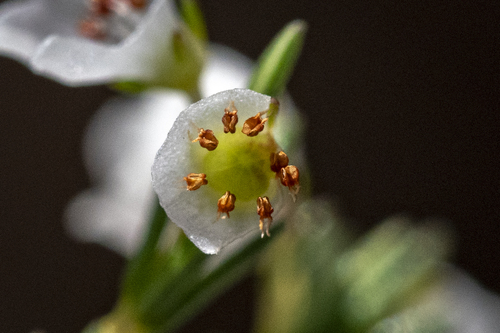 Erica subdivaricata, photograph 5