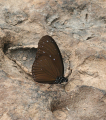 Euploea mulciber mulciber