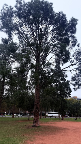 Pinus roxburghii, photograph 2