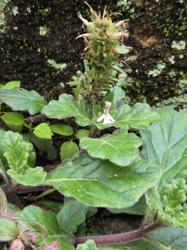 Ajuga nipponensis, photograph 1