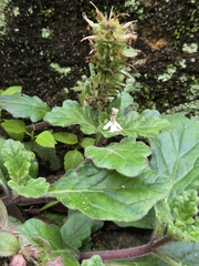 Ajuga nipponensis, photograph (c) jimmy, some rights reserved (CC BY)
