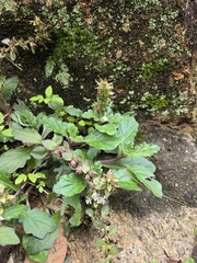 Ajuga nipponensis, photograph (c) jimmy, some rights reserved (CC BY)