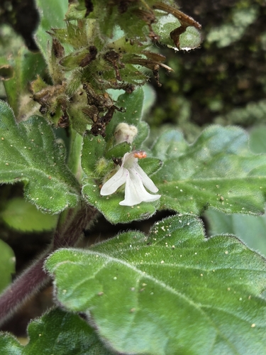 Ajuga nipponensis, photograph 3