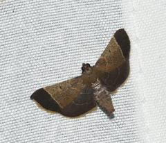 Hypsopygia amoenalis