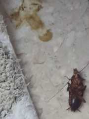 Periplaneta americana