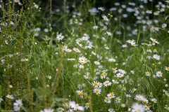 Tripleurospermum inodorum