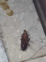 Periplaneta americana