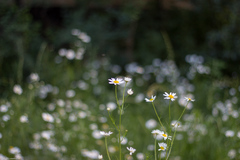 Tripleurospermum inodorum
