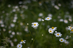 Tripleurospermum inodorum