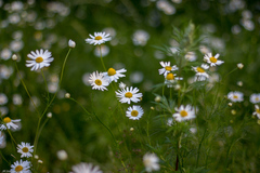Tripleurospermum inodorum
