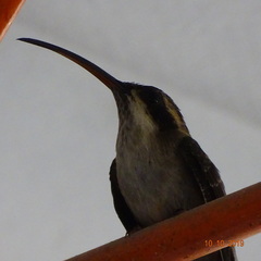 Phaethornis anthophilus