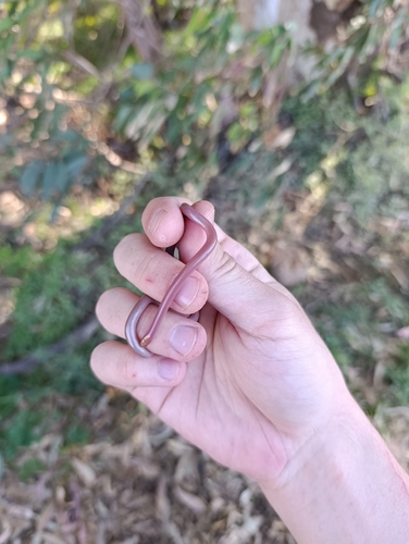Syrian Blind Snake