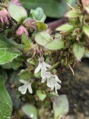 Ajuga nipponensis, photograph (c) jimmy, some rights reserved (CC BY)