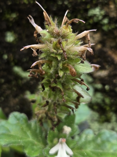Ajuga nipponensis, photograph 5
