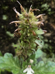 Ajuga nipponensis, photograph (c) jimmy, some rights reserved (CC BY)
