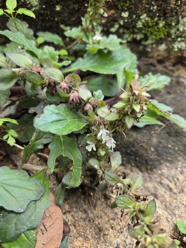 Ajuga nipponensis, photograph 6