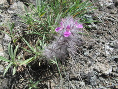 Stachys lavandulifolia
