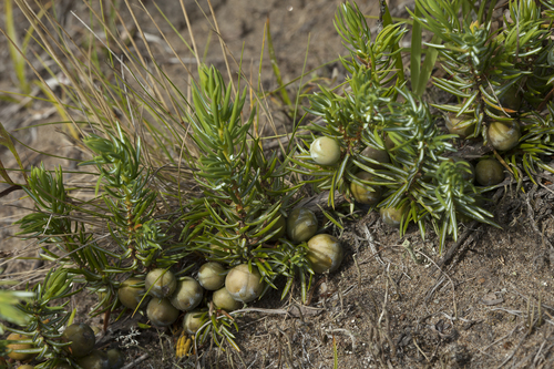 Juniperus rigida iNat (1)
