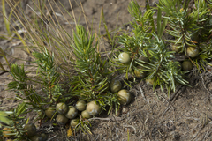 Juniperus rigida conferta