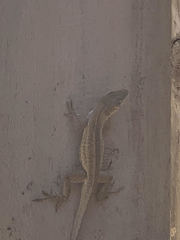 Anolis sagrei