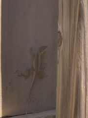 Anolis sagrei