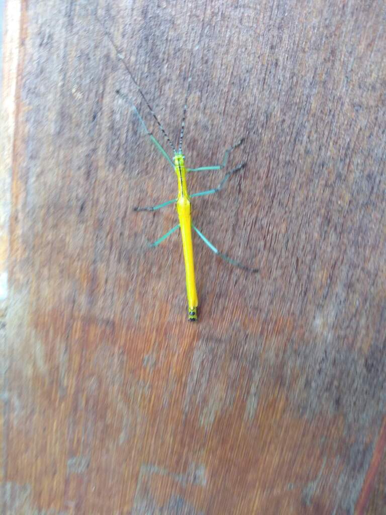 Stick insect Tithonophasma tithonus recorded at Sítio Canaã, Santa Teresa, Brazil
