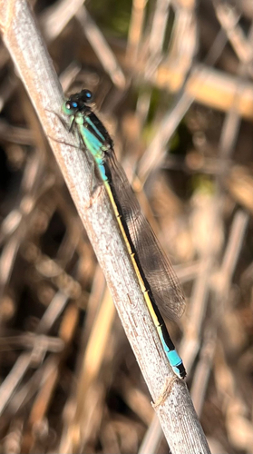 Blue-tailed Damselfly