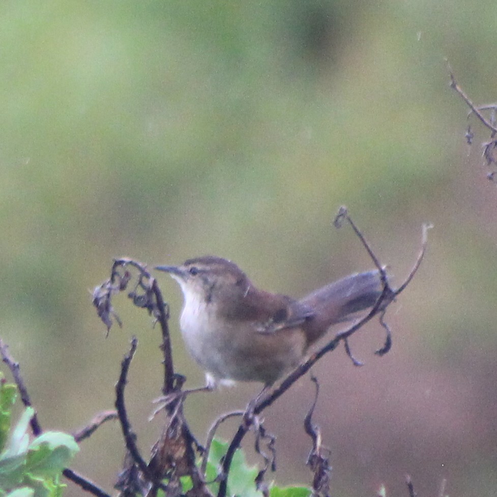 Little Rush Warbler (Bradypterus baboecala), photo 9