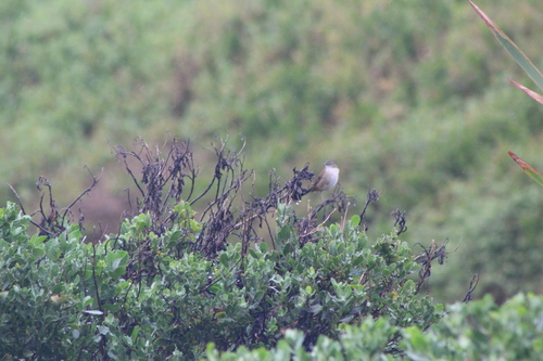 Little Rush Warbler (Bradypterus baboecala), photo 4