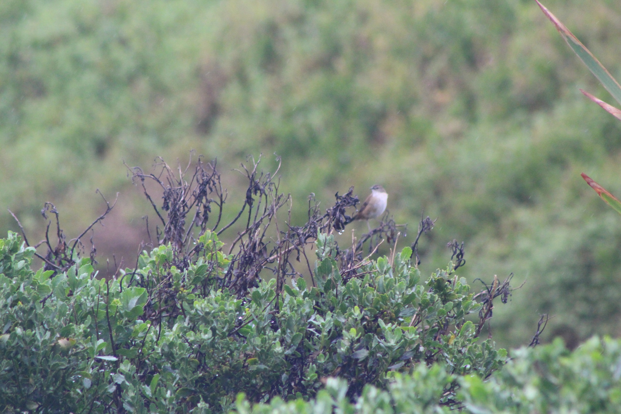 Little Rush Warbler (Bradypterus baboecala), photo 4