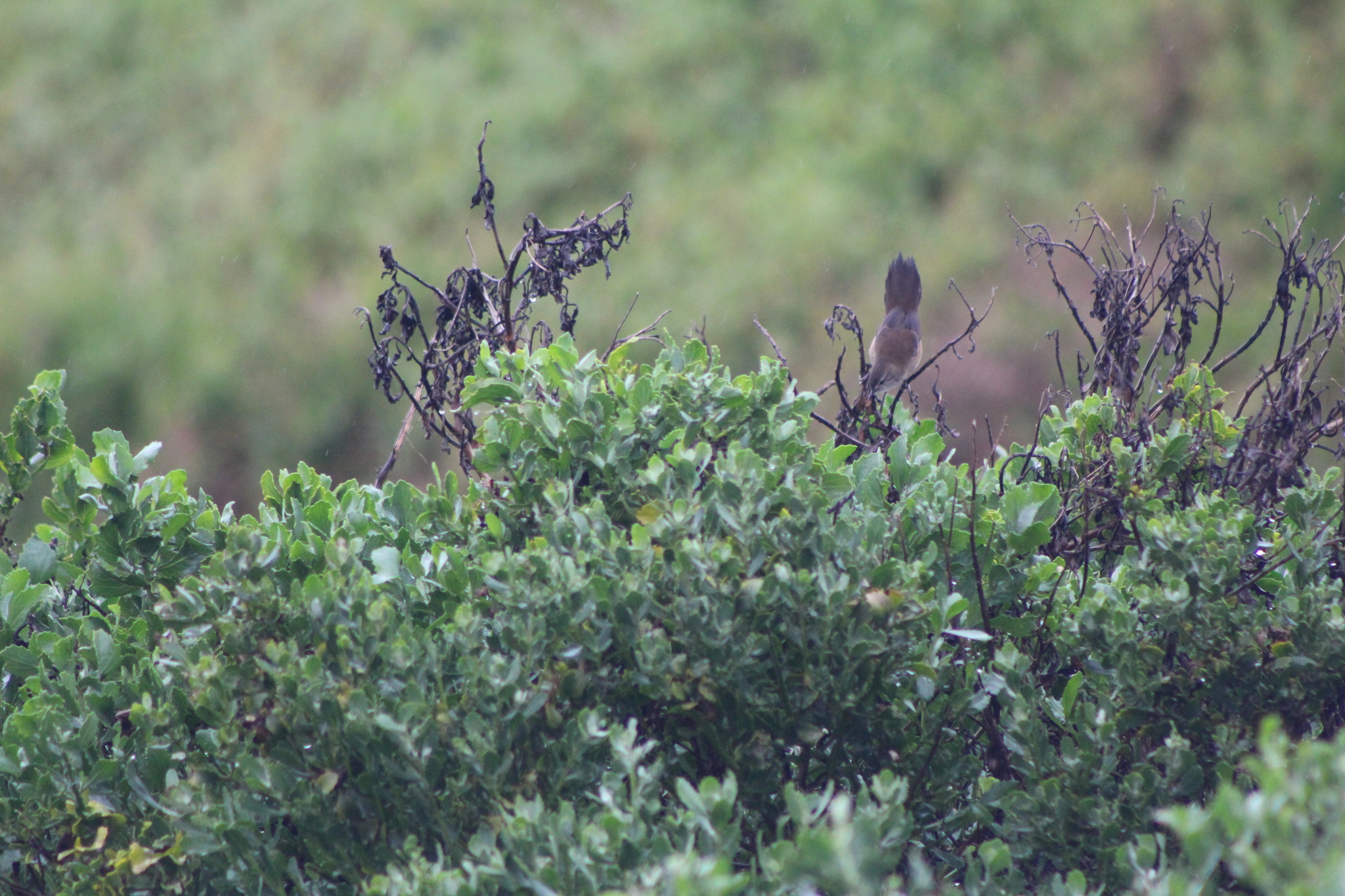 Little Rush Warbler (Bradypterus baboecala), photo 5