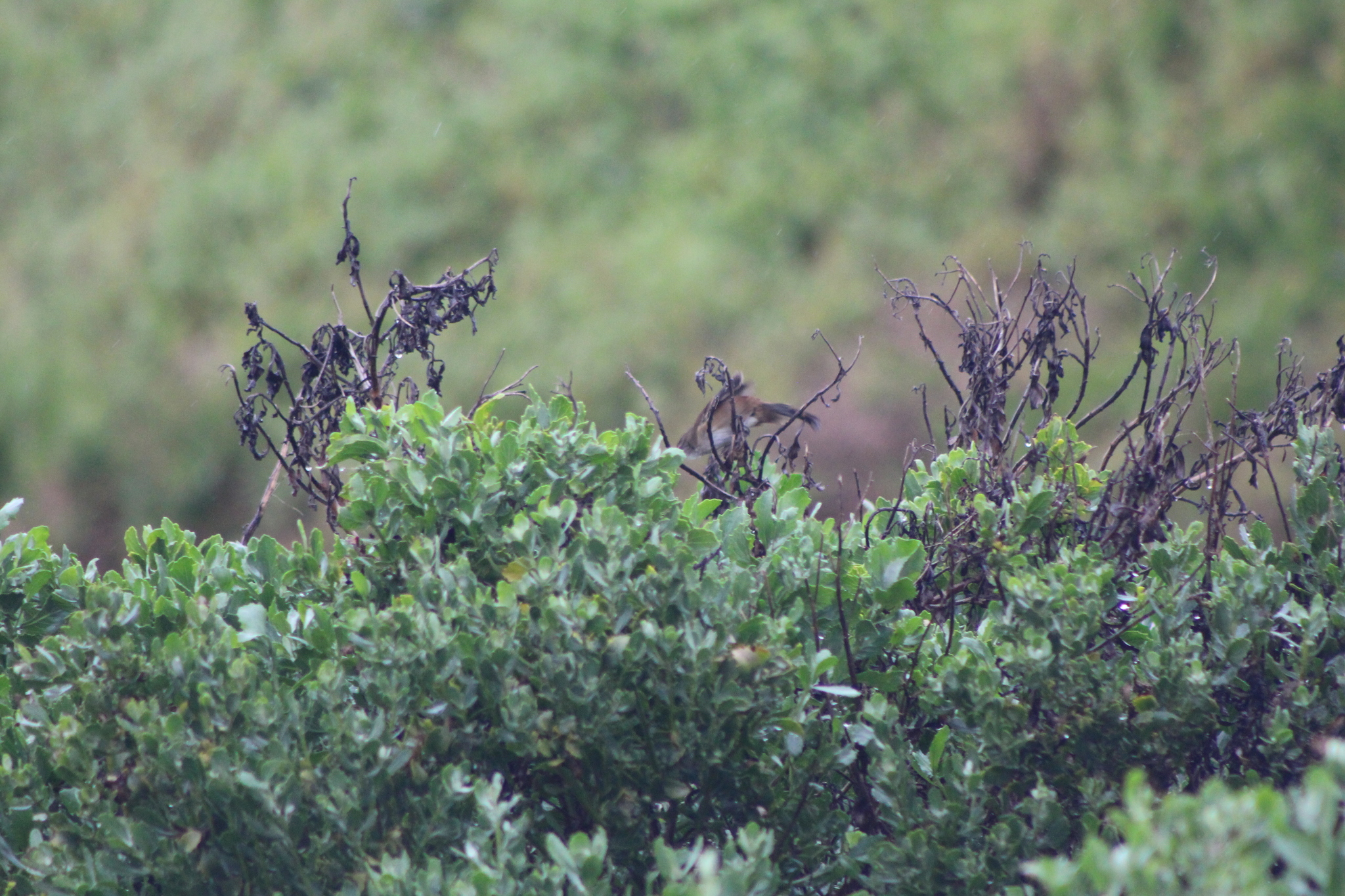 Little Rush Warbler (Bradypterus baboecala), photo 10